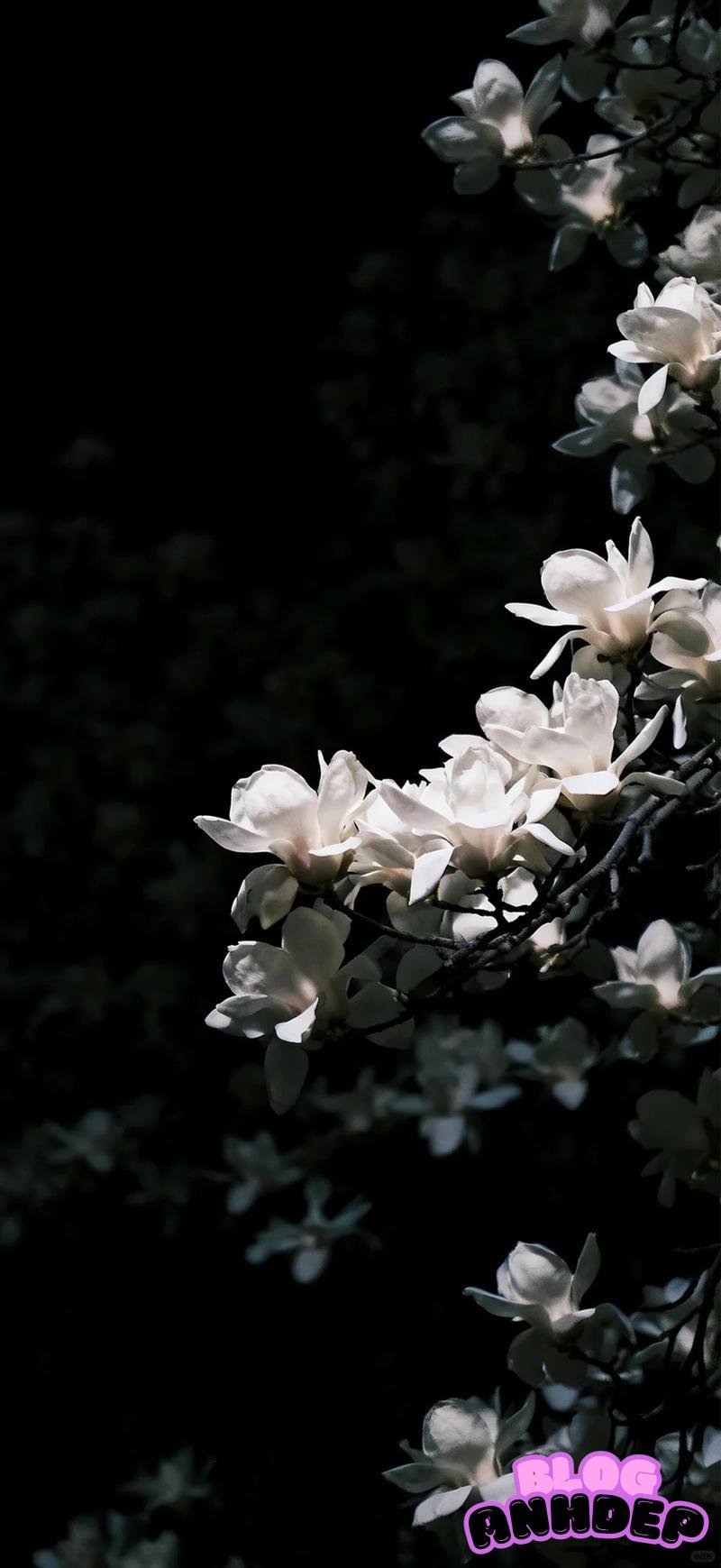 Album ảnh hình nền 4d cảm hứng