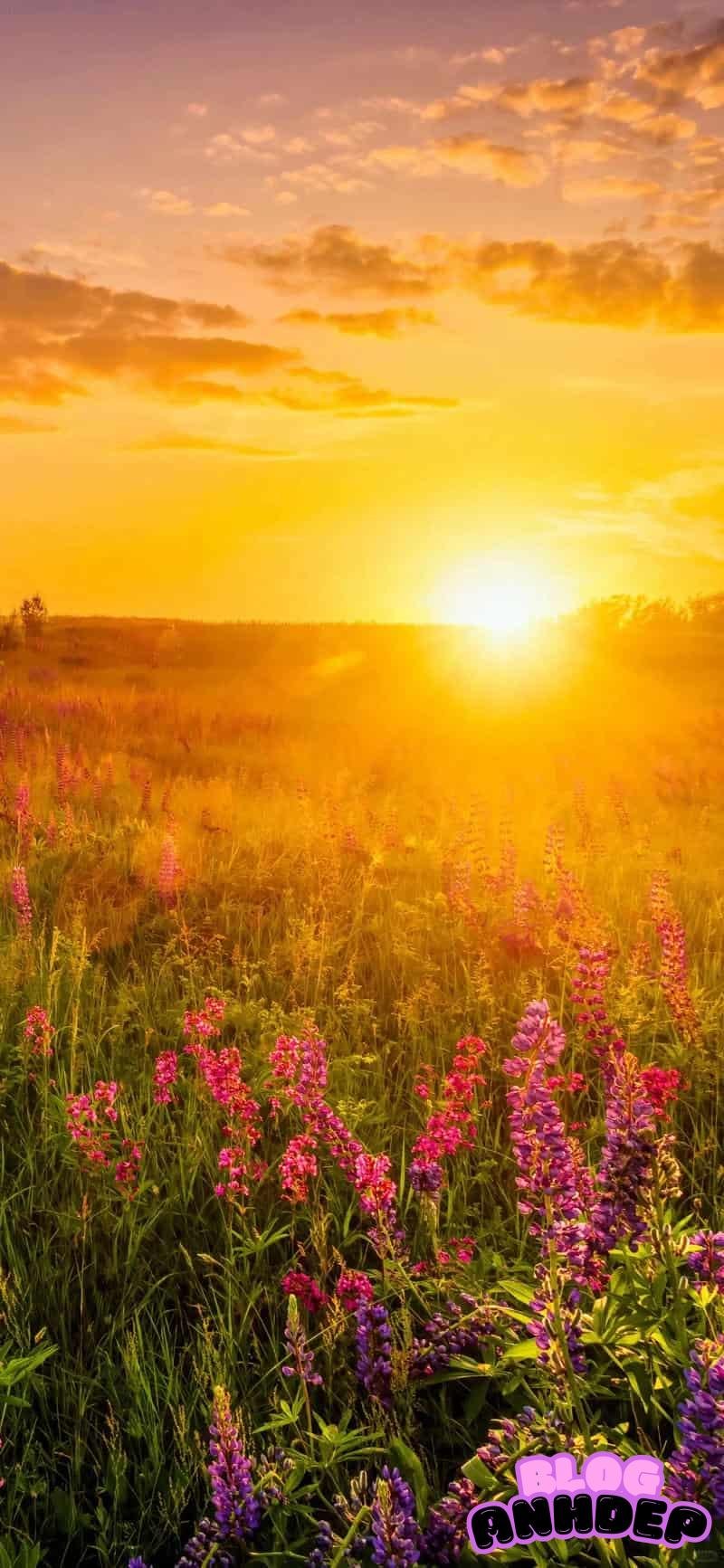 Album ảnh hình nền bình minh nhẹ