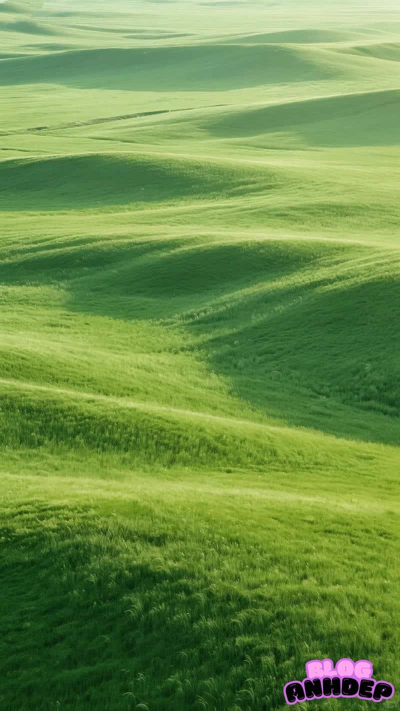 Album ảnh hình nền cỏ mới
