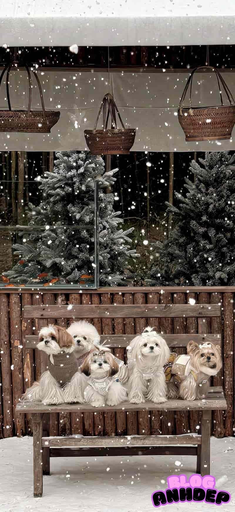 Album ảnh hình nền con vật mới