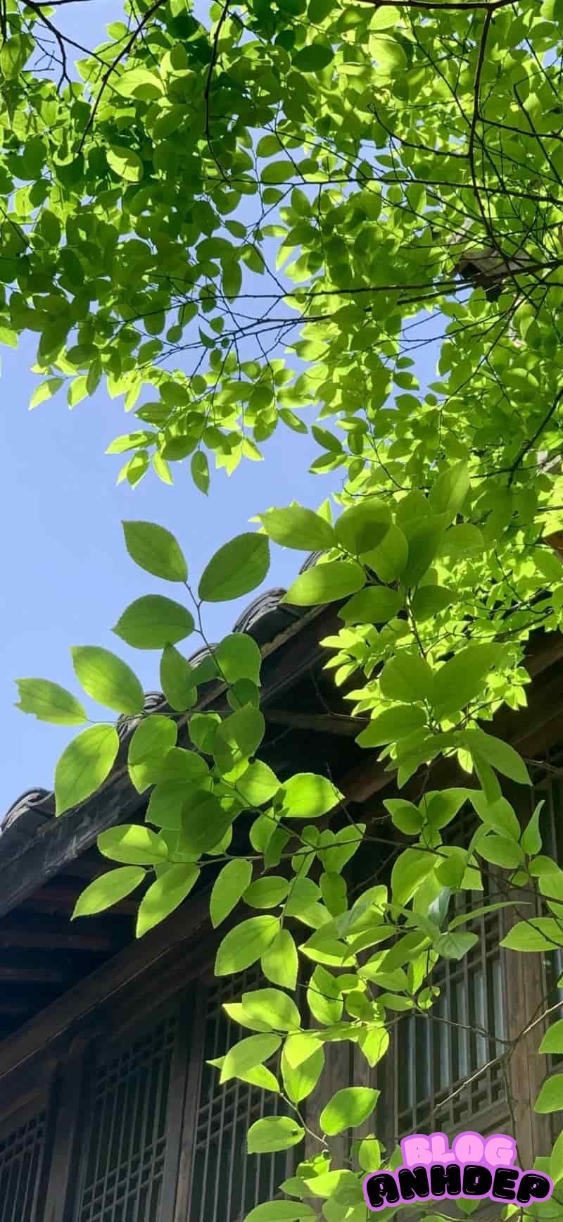 Album hình nền cây xanh đẹp nhất