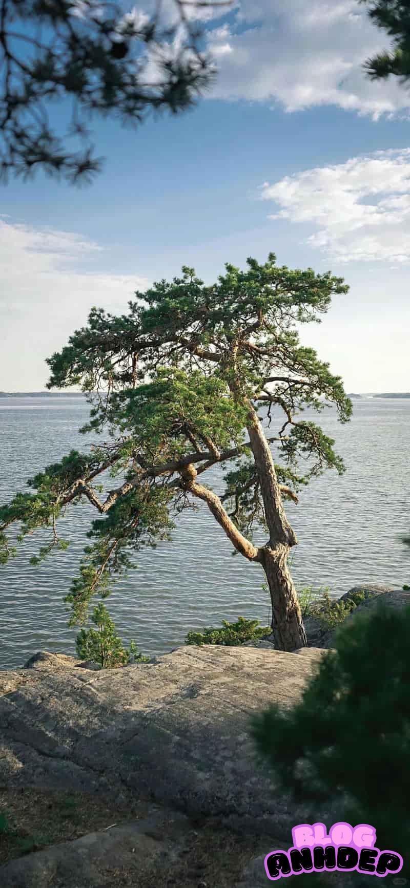 Album hình nền cây xanh độc quyền