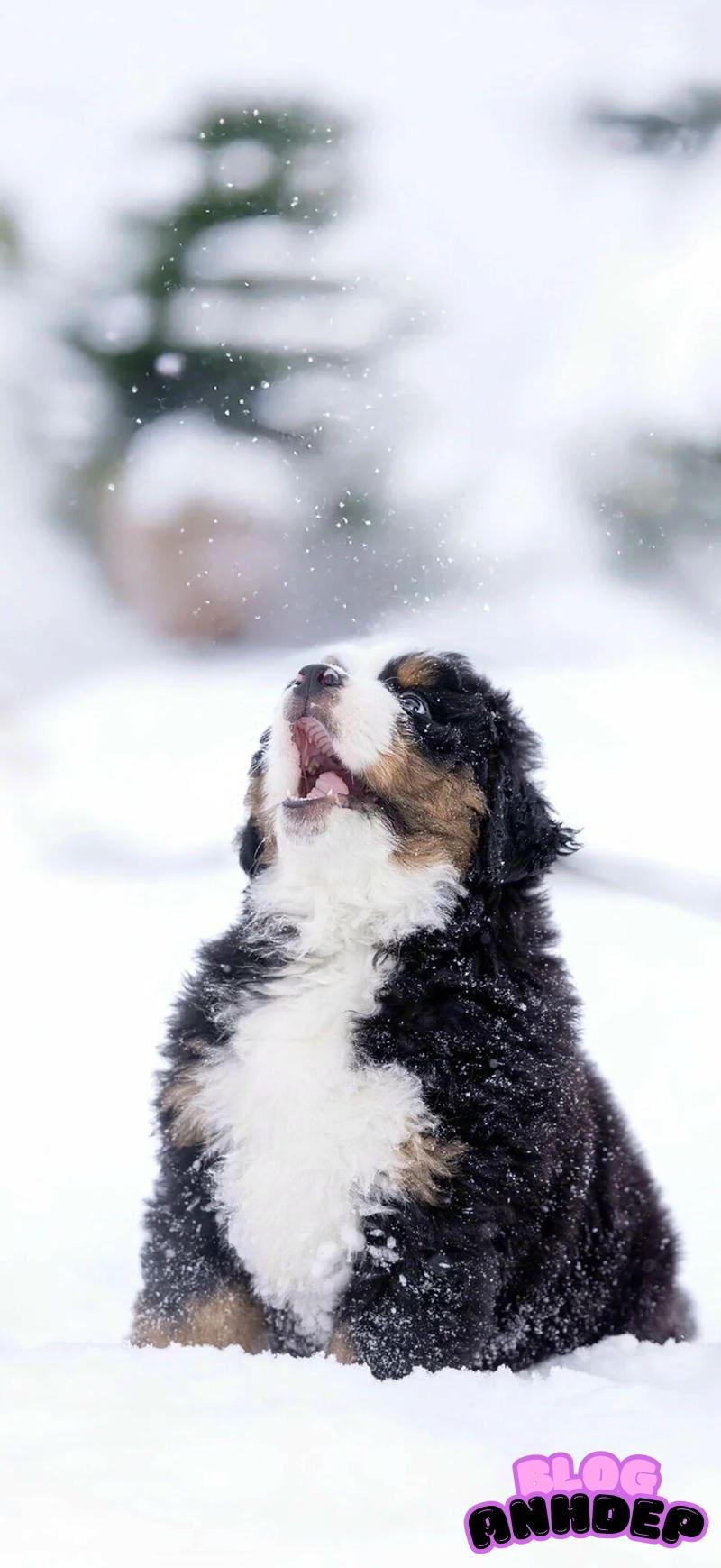 Album hình nền con vật độc quyền