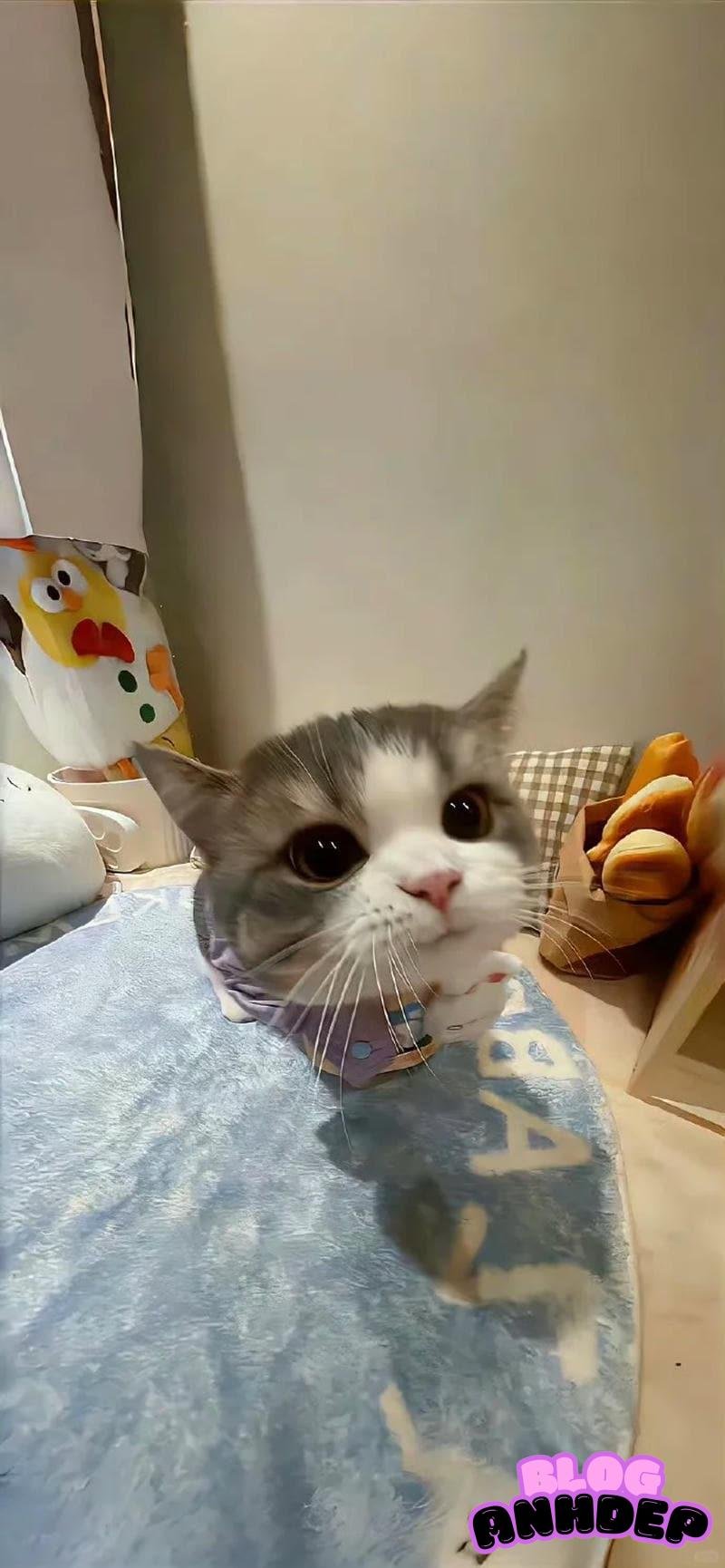 Album hình nền con vật mới