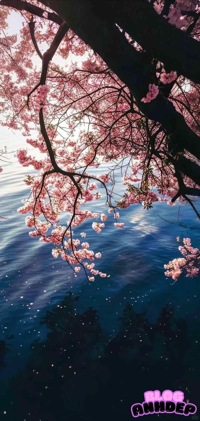 Album phổ biến hình nền bông hoa