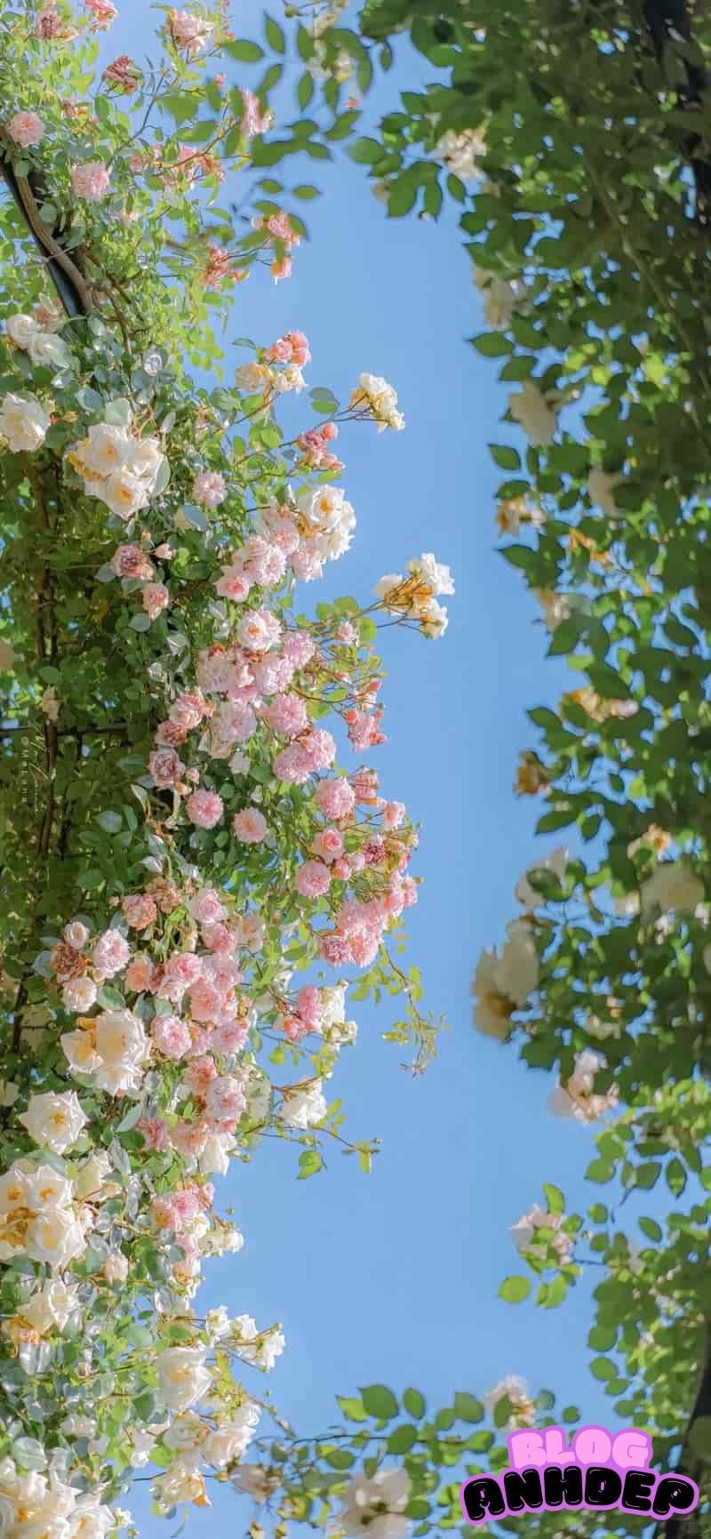 Album thịnh hành hình nền bông hoa