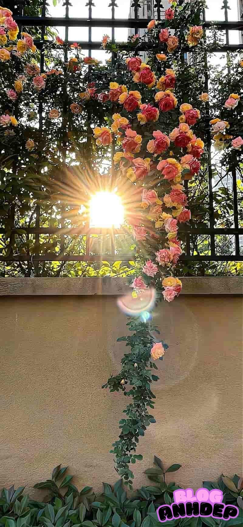 Ảnh đẹp hình nền 8k thu hút