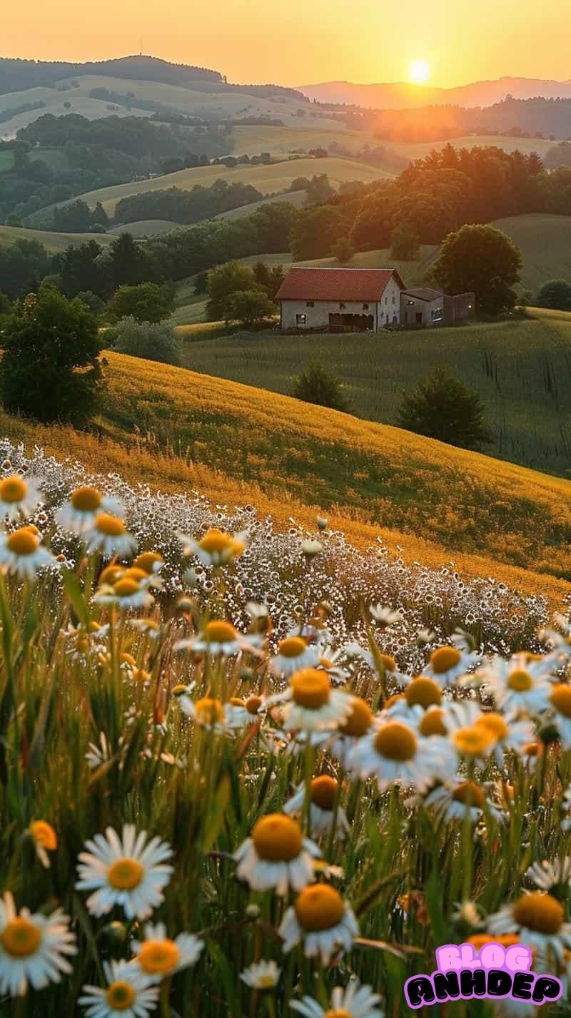 Ảnh mạng hình nền bình minh nhẹ nhàng