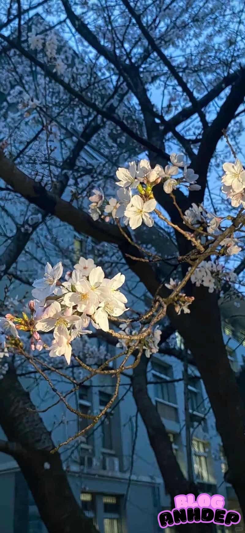 Bộ ảnh hình nền 3D 4k