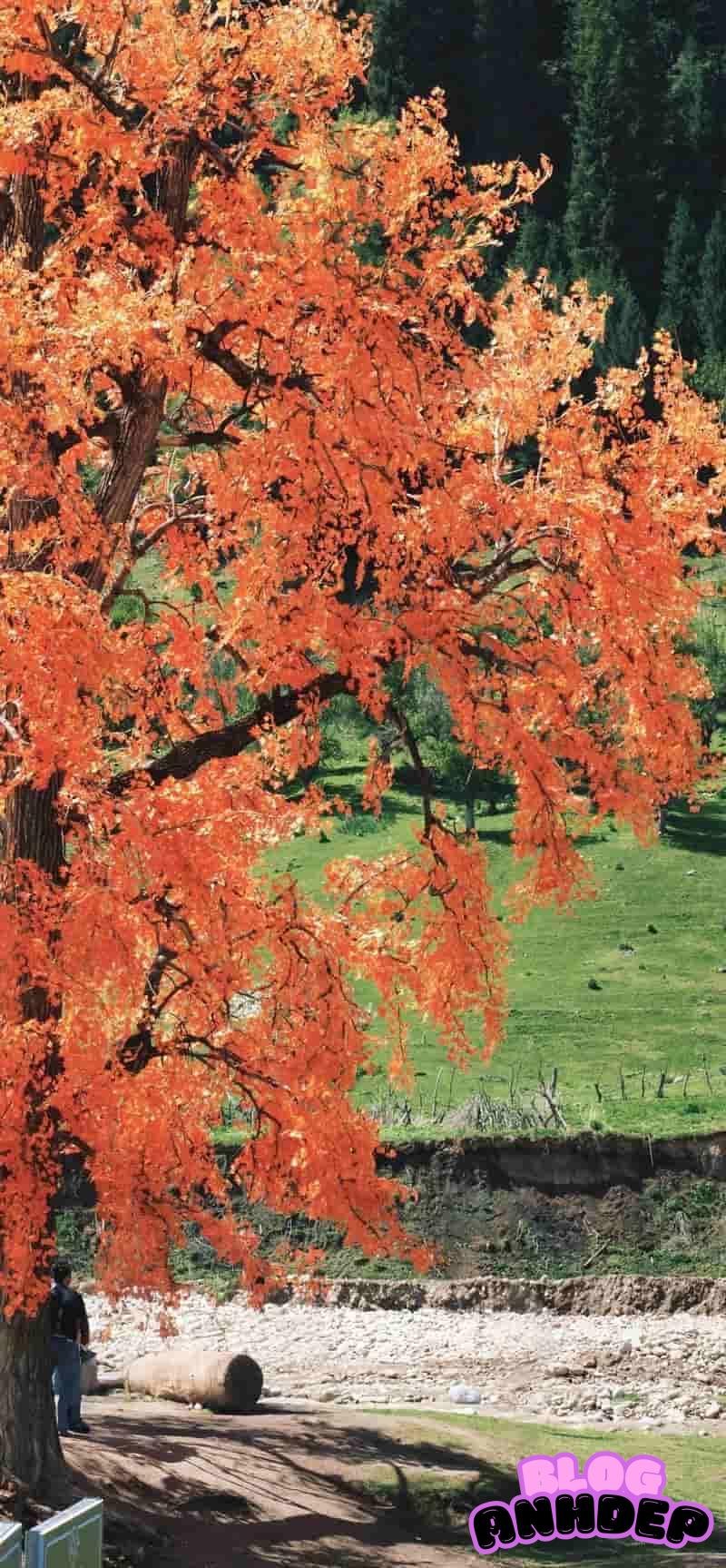 Bộ ảnh hình nền bình yên dịu nhẹ