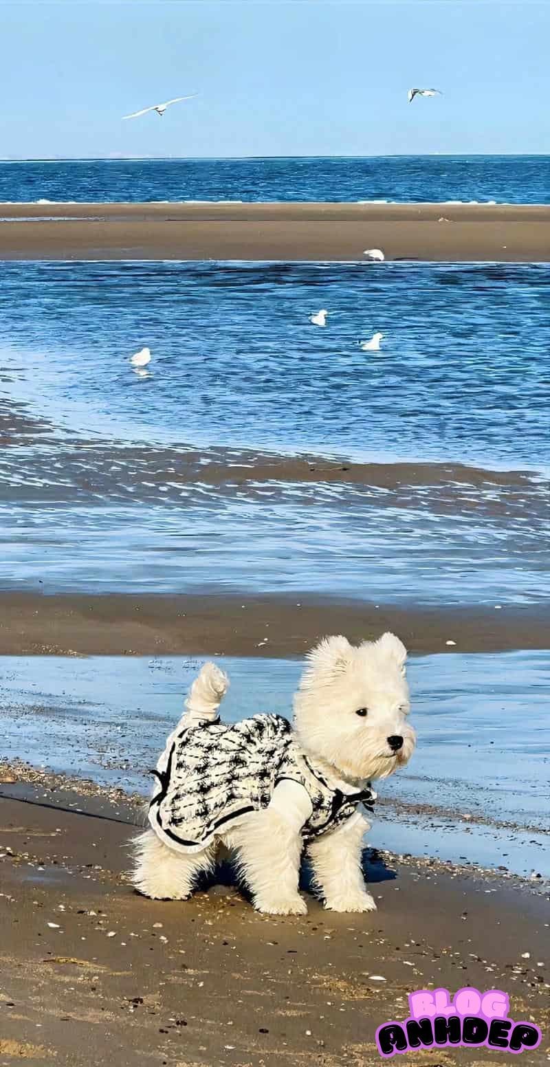 Bộ ảnh hình nền con vật miễn phí