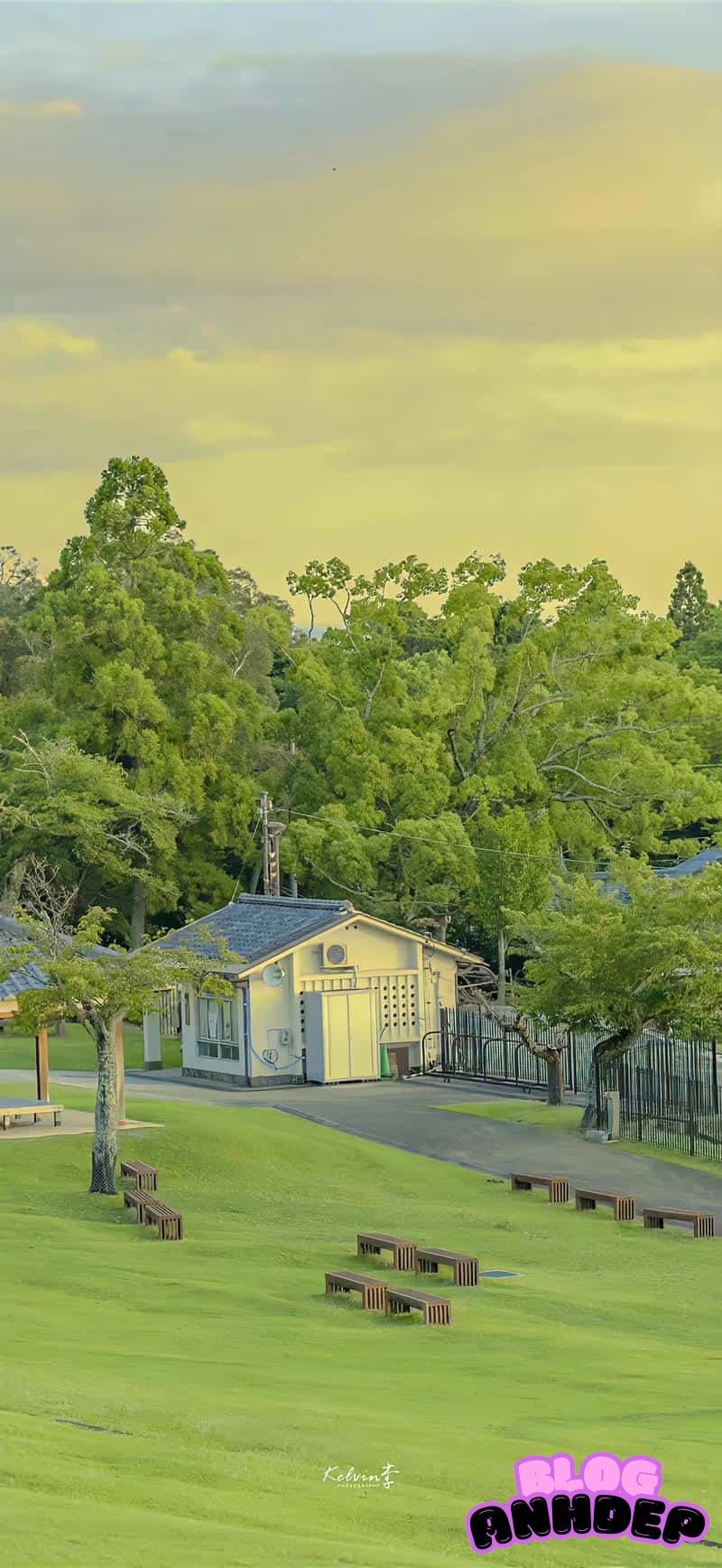 Bộ hình hình nền cây xanh sắc nét