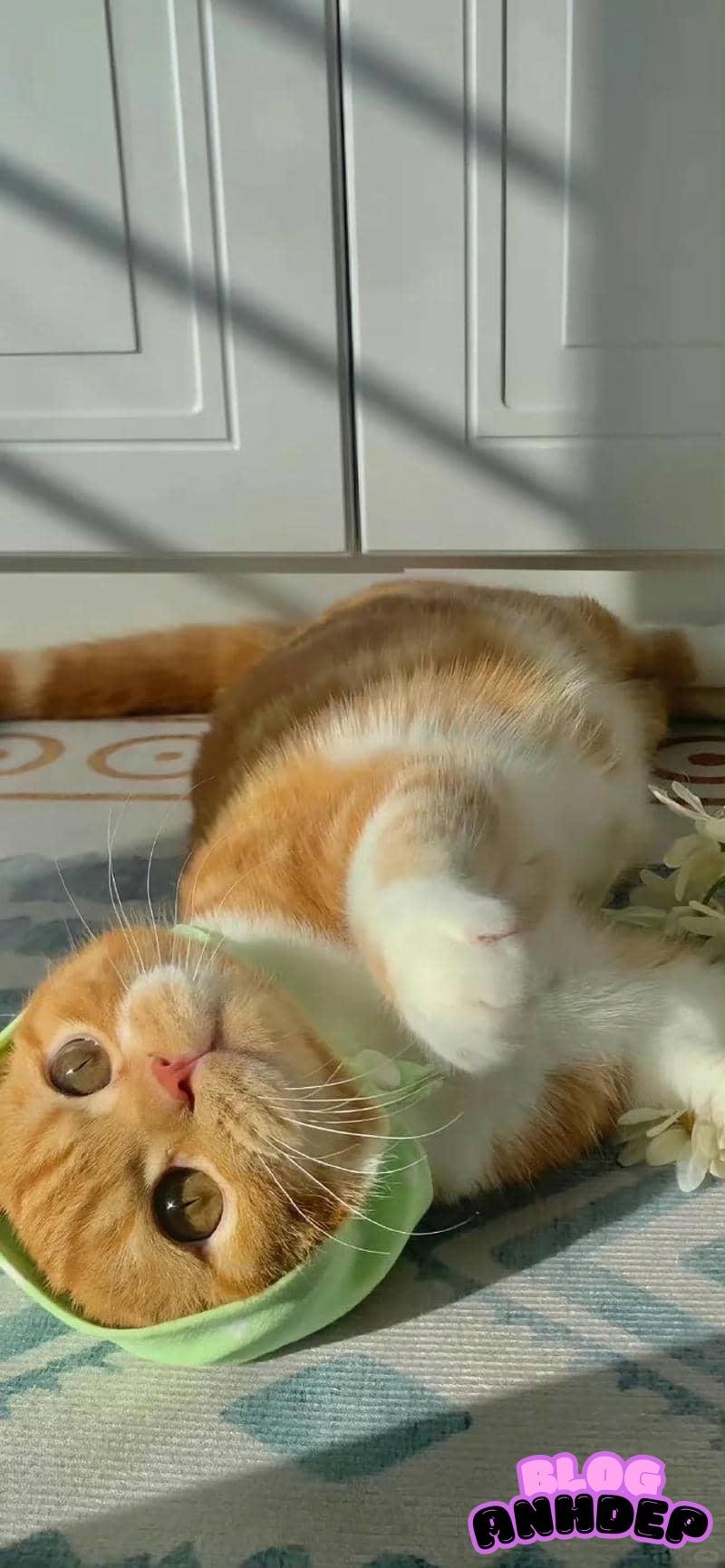 Bộ hình hình nền con vật sắc nét