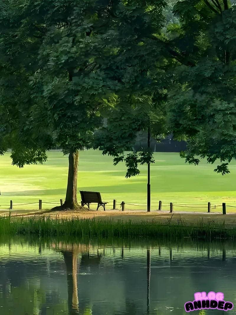 Bộ hình nền cây xanh sắc nét