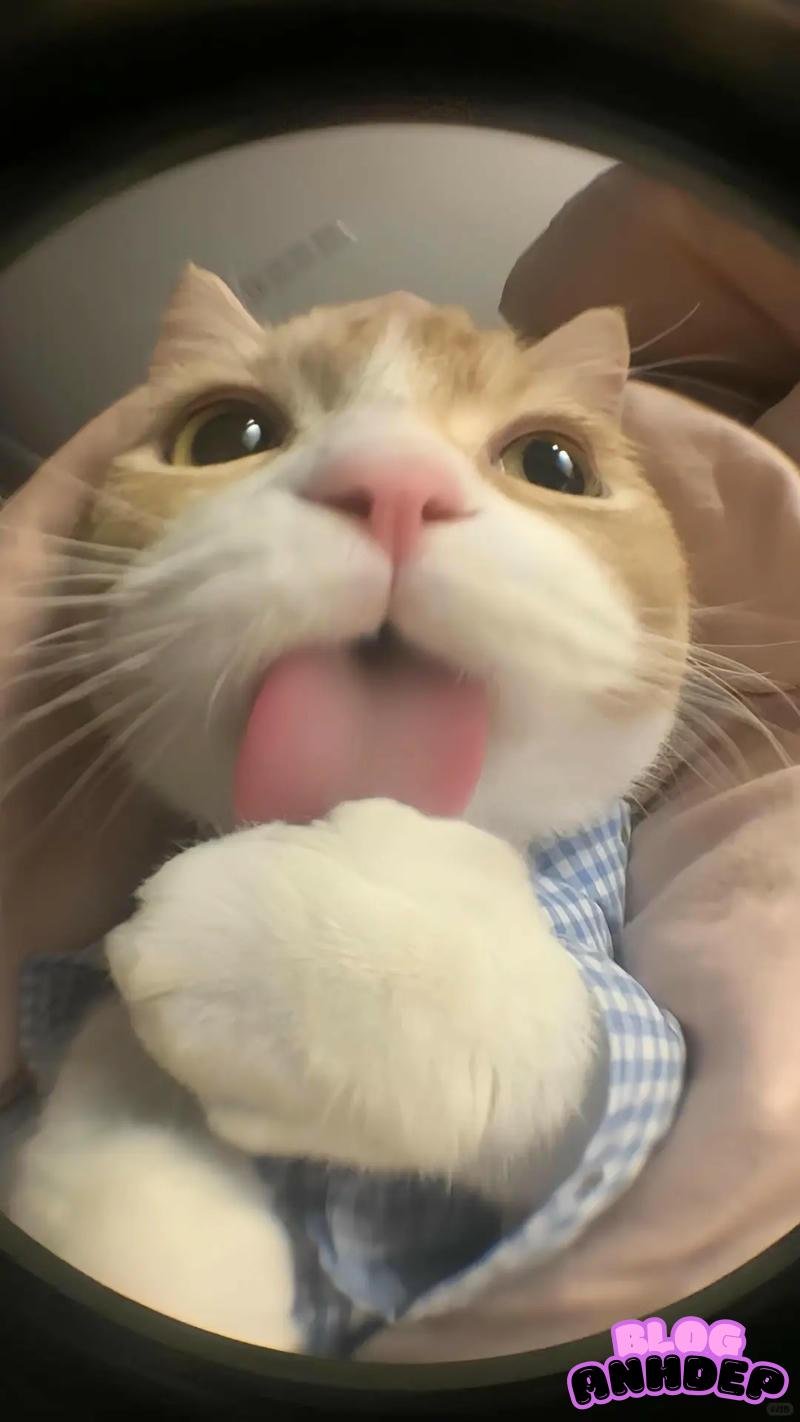 Bộ hình nền con vật cuốn hút