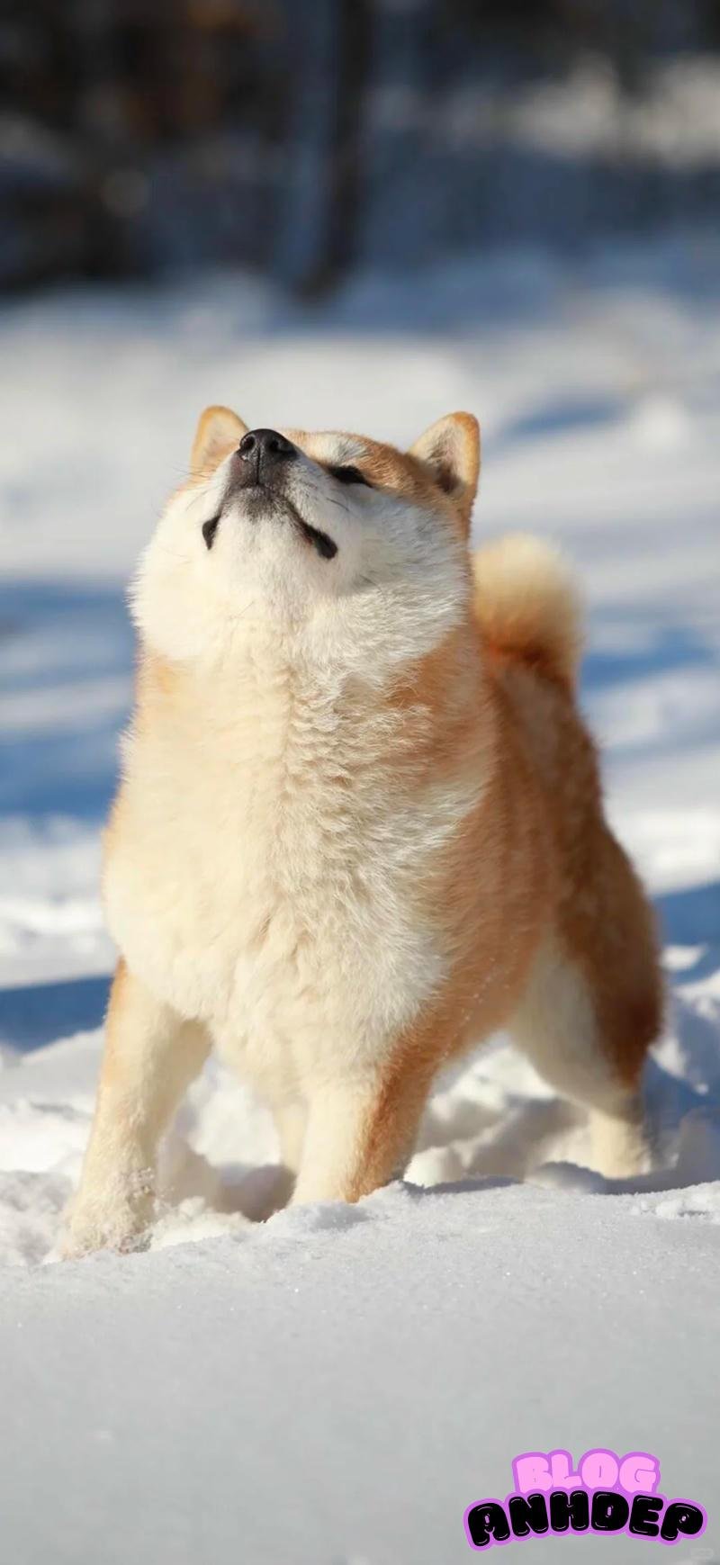 Bộ hình nền con vật thu hút