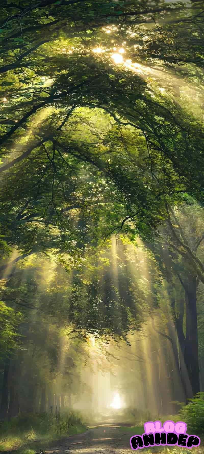 Bộ sưu tập ảnh hình nền 5d