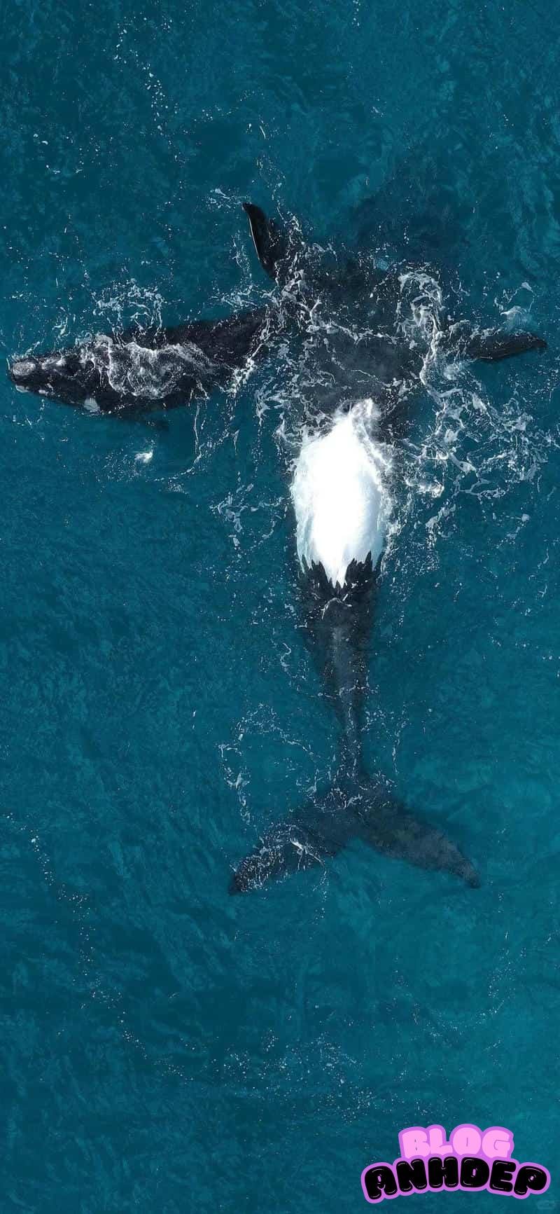 Bộ sưu tập ảnh hình nền đại dương đẹp