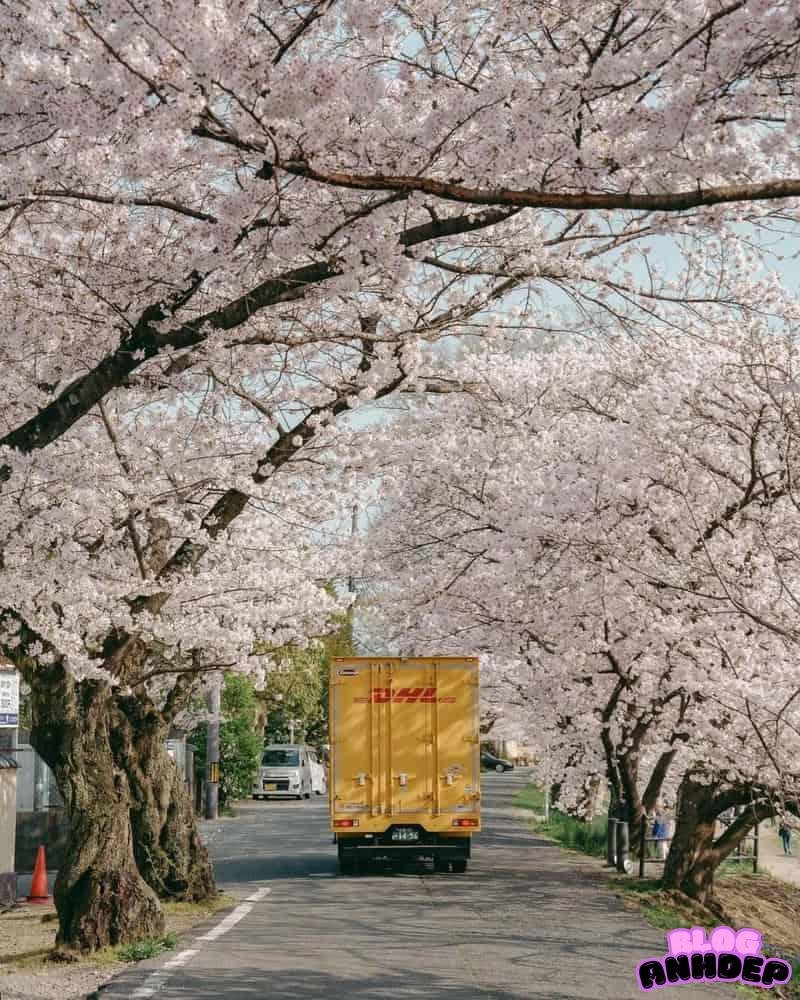 Bộ sưu tập hình nền apple watch nghệ thuật