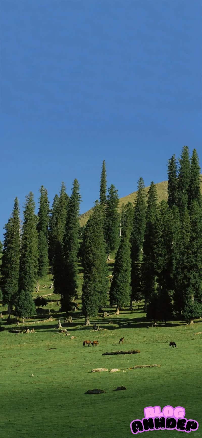 Bộ sưu tập hình nền background sắc nét