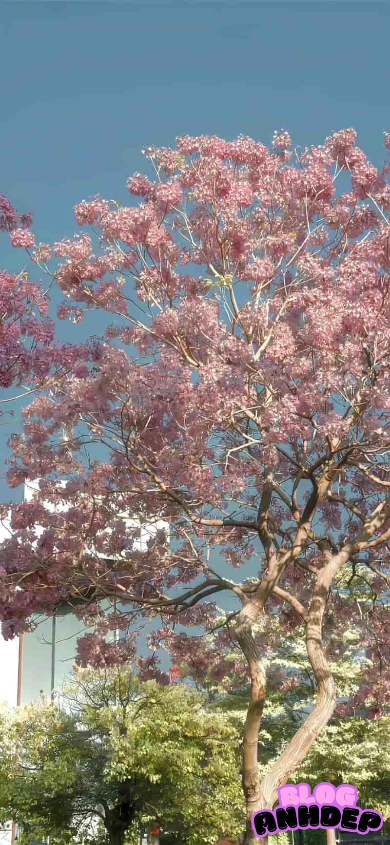 Bộ sưu tập hình nền background tuyển chọn