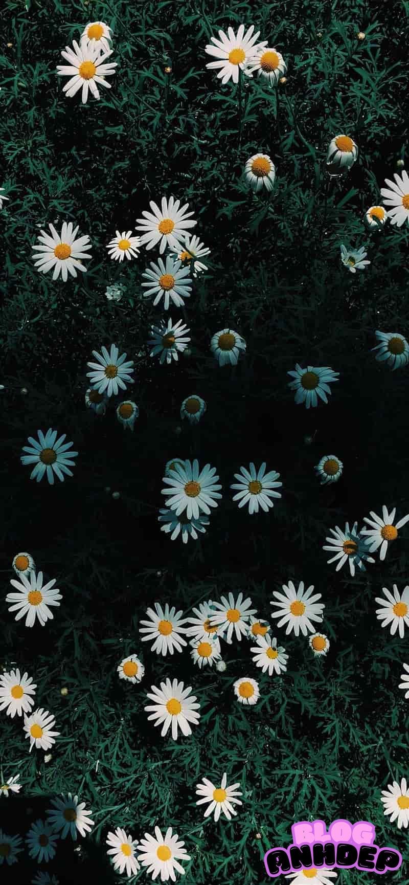 Bộ sưu tập hình nền bông hoa