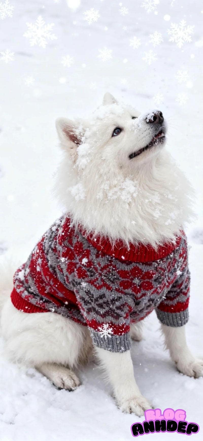 Bộ sưu tập hình nền con vật đẹp