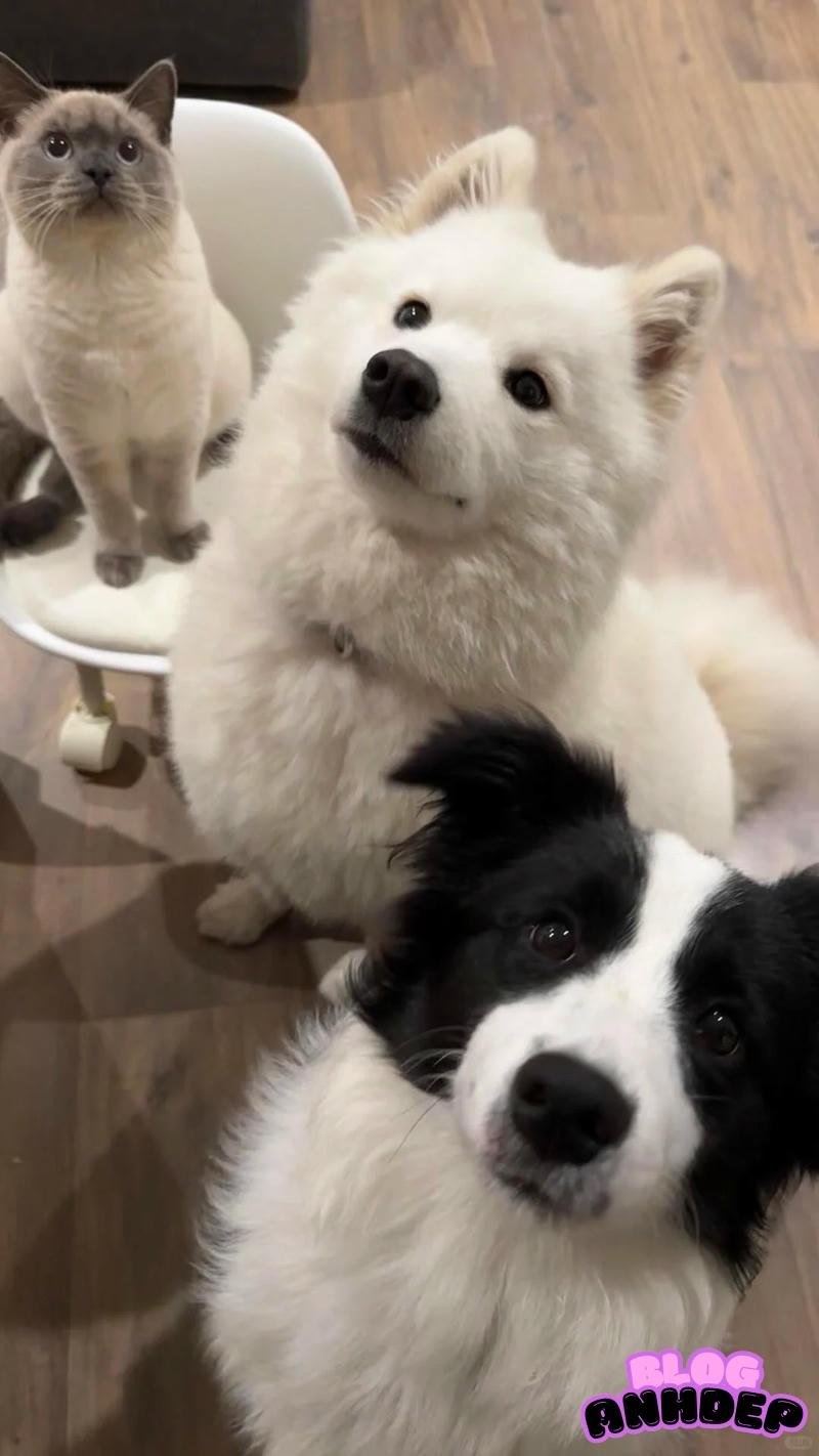 Bộ sưu tập hình nền con vật mới nhất