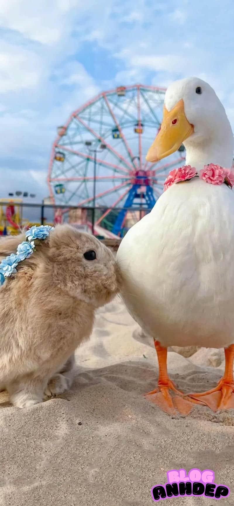 Bộ sưu tập hình nền con vật mới