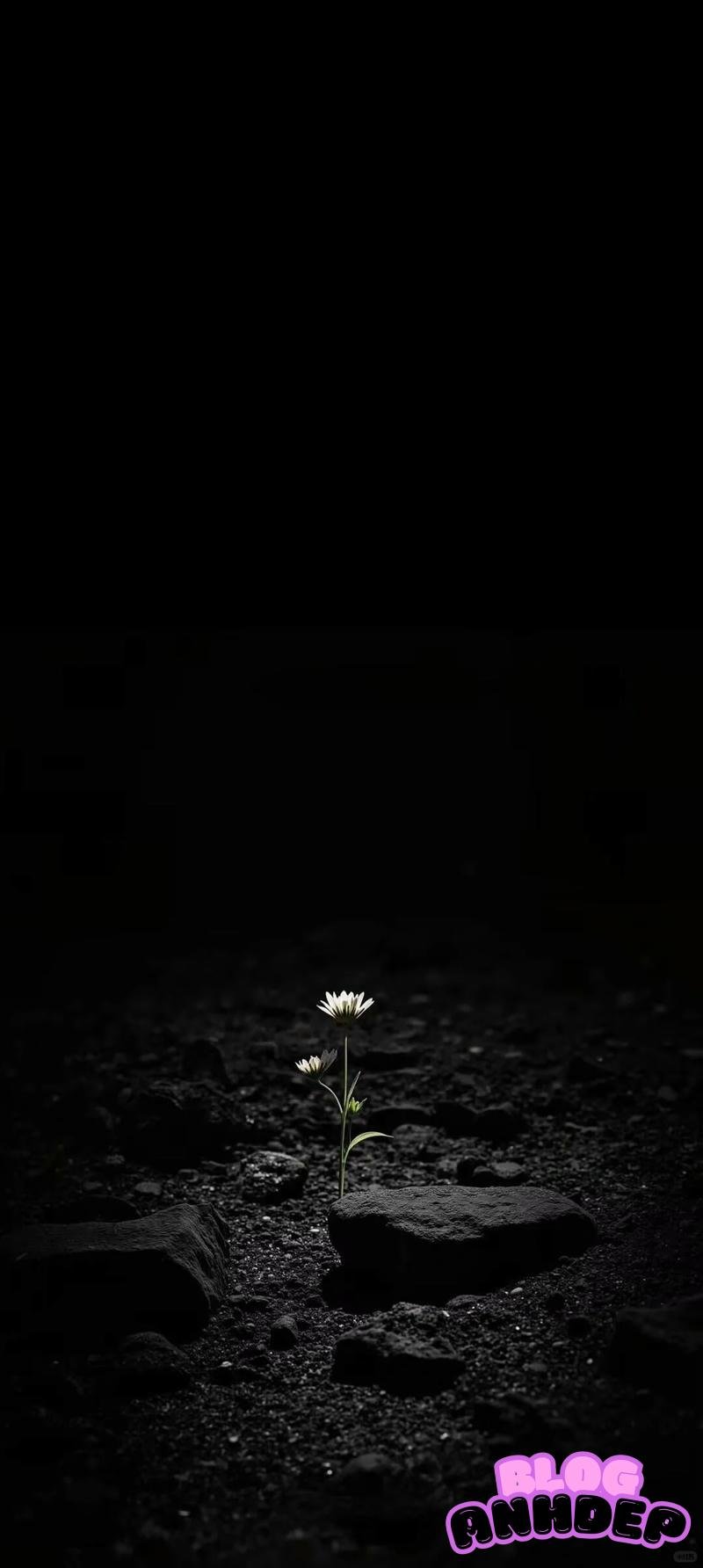 Bộ sưu tập hình nền đen mới