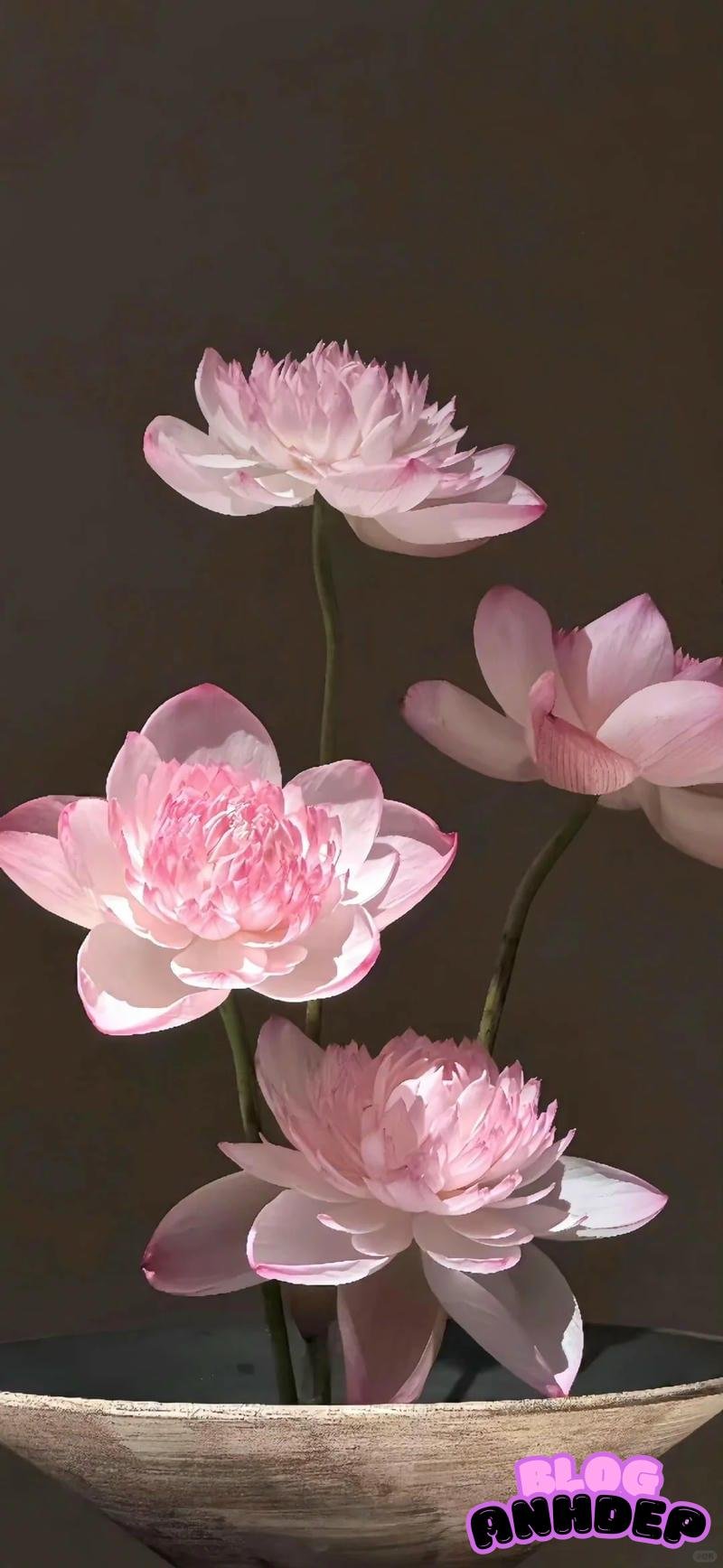 Chia sẻ hình nền bông hoa