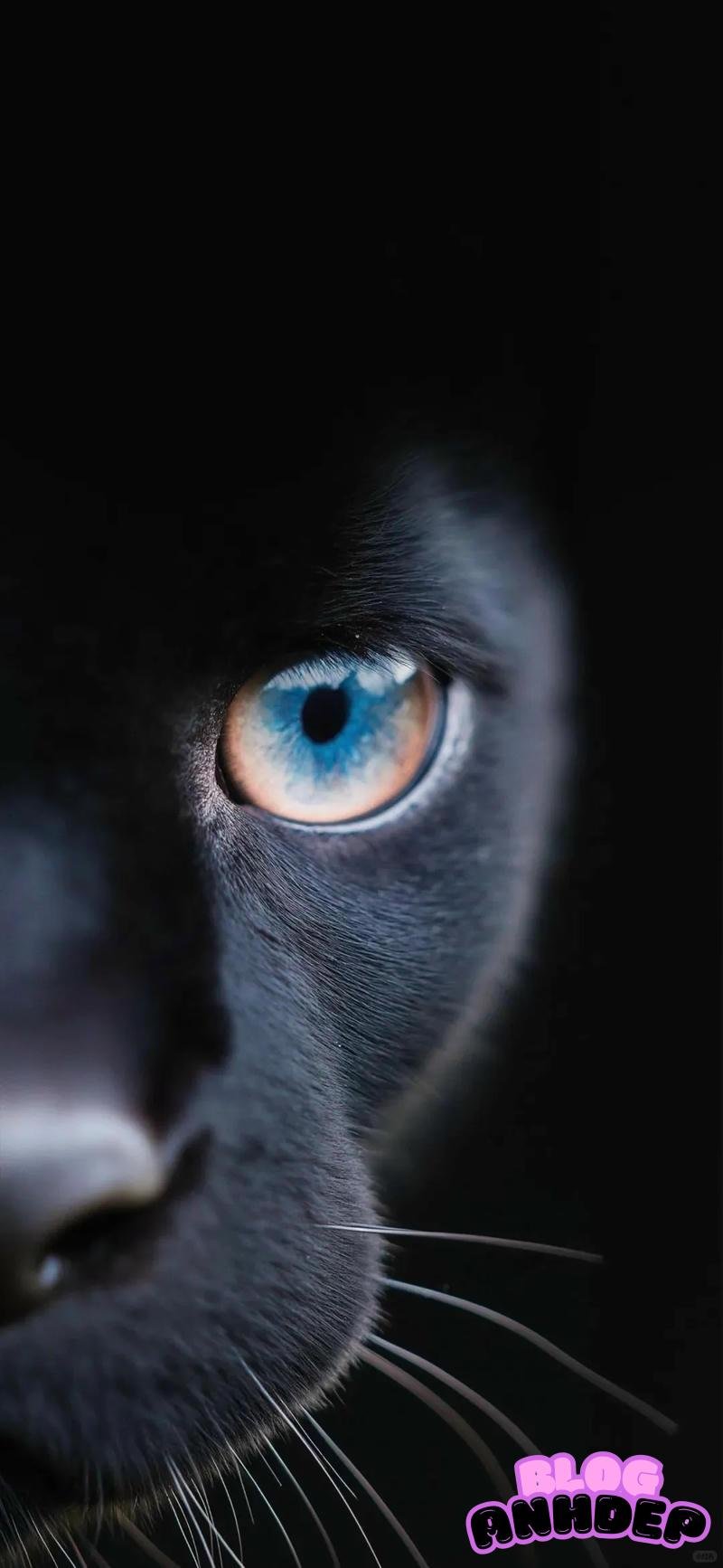 Chụp ảnh hình nền amoled ấn tượng