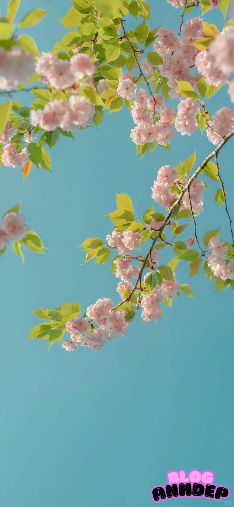 Danh mục hình nền bông hoa