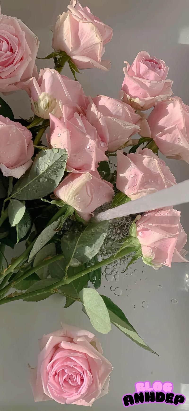 Danh sách hình nền bông hoa