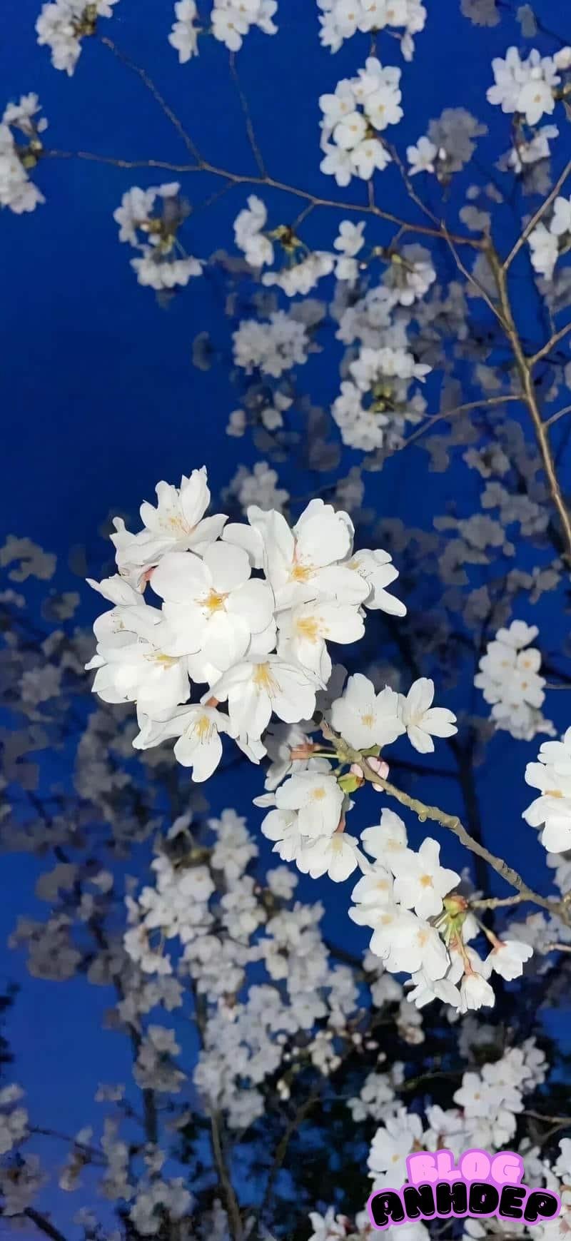 Hình ảnh hình nền 3D 4k siêu thực