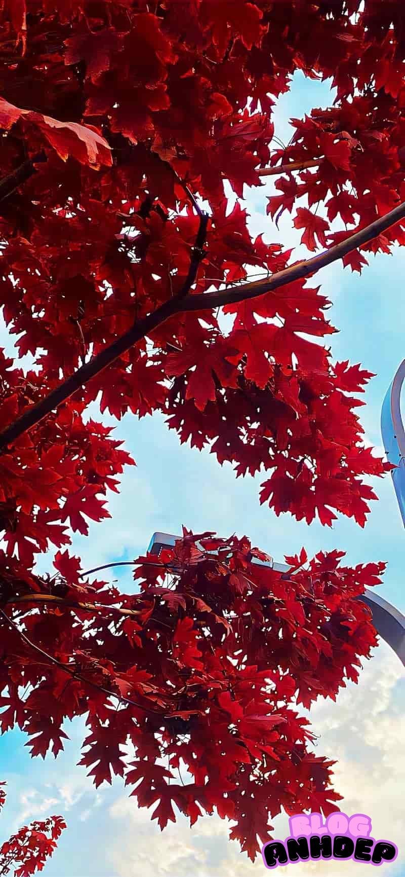 Hình nền 2k đẹp mắt