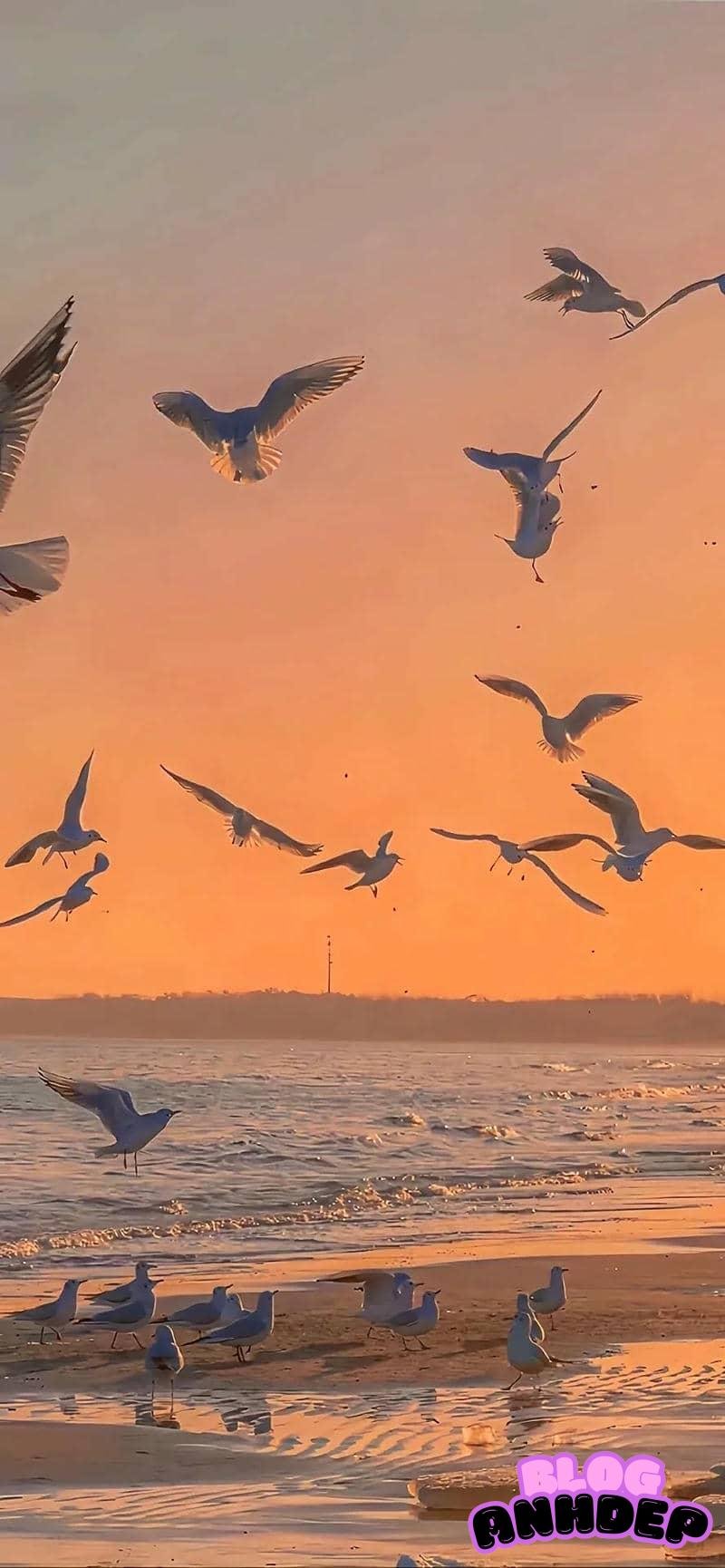 Hình nền 8k nâng cao