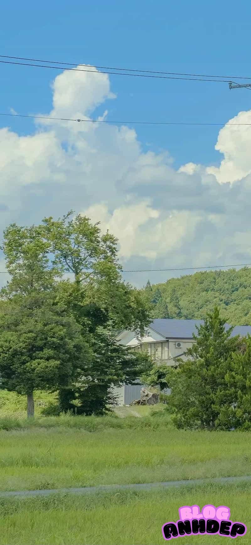 Khám phá hình nền cây xanh đẹp