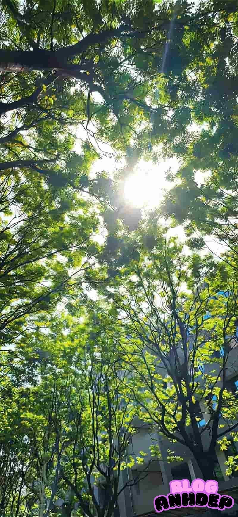 Khám phá hình nền cây xanh mới nhất