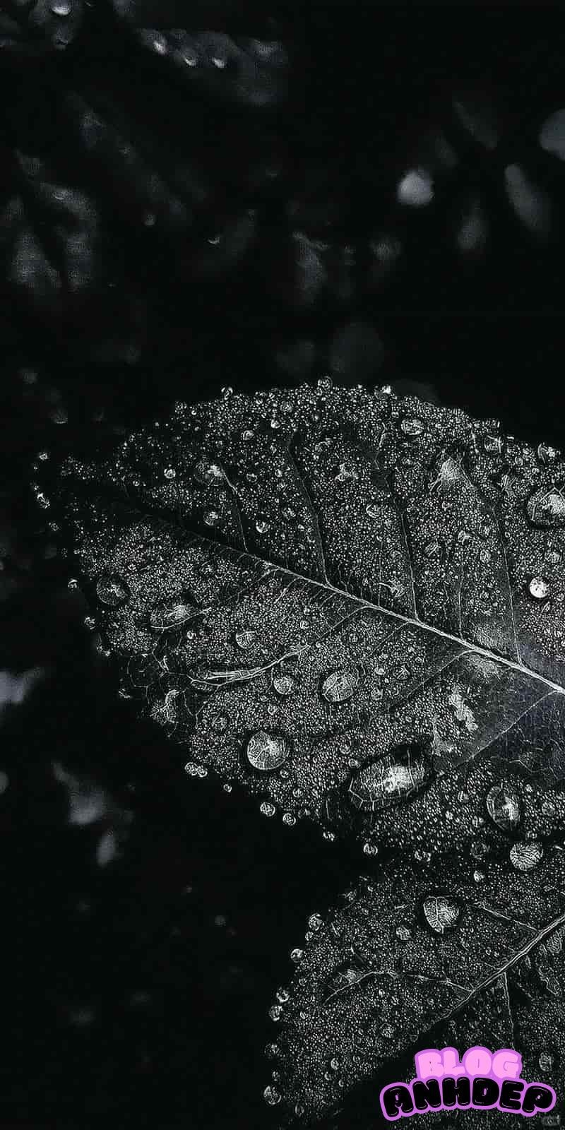 Khám phá hình nền đen đẹp