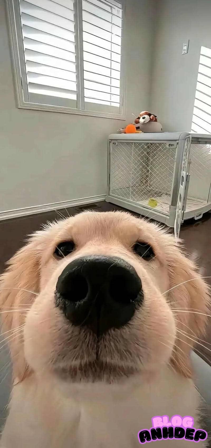 Khám phá kho hình nền con vật mới nhất