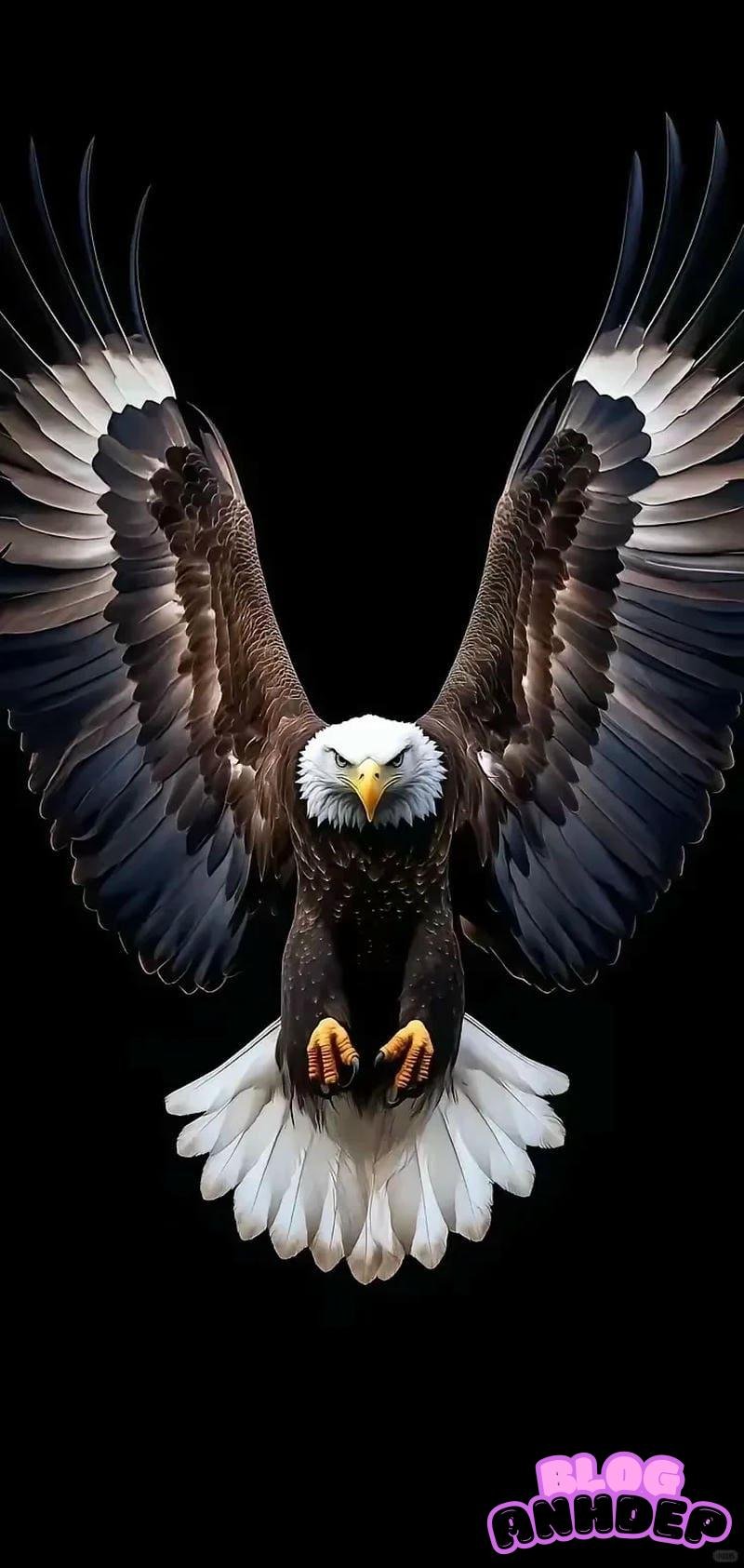 Khám phá kho hình nền đại bàng mới nhất