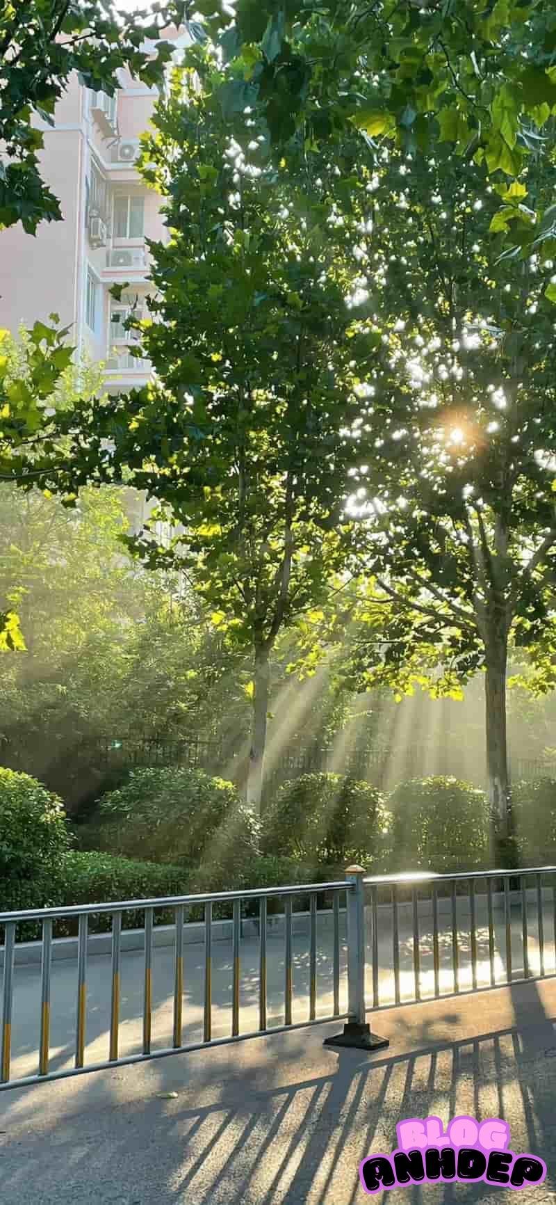 Kho hình nền cây xanh miễn phí