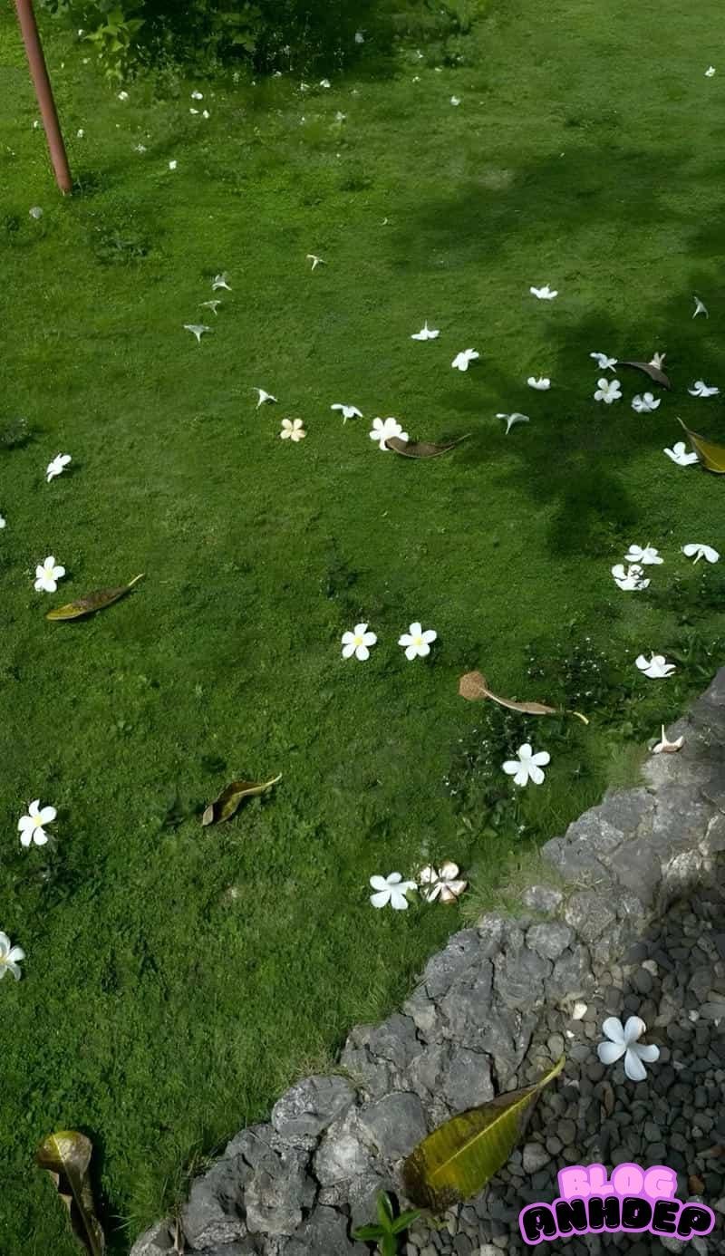 Kho hình nền cỏ miễn phí