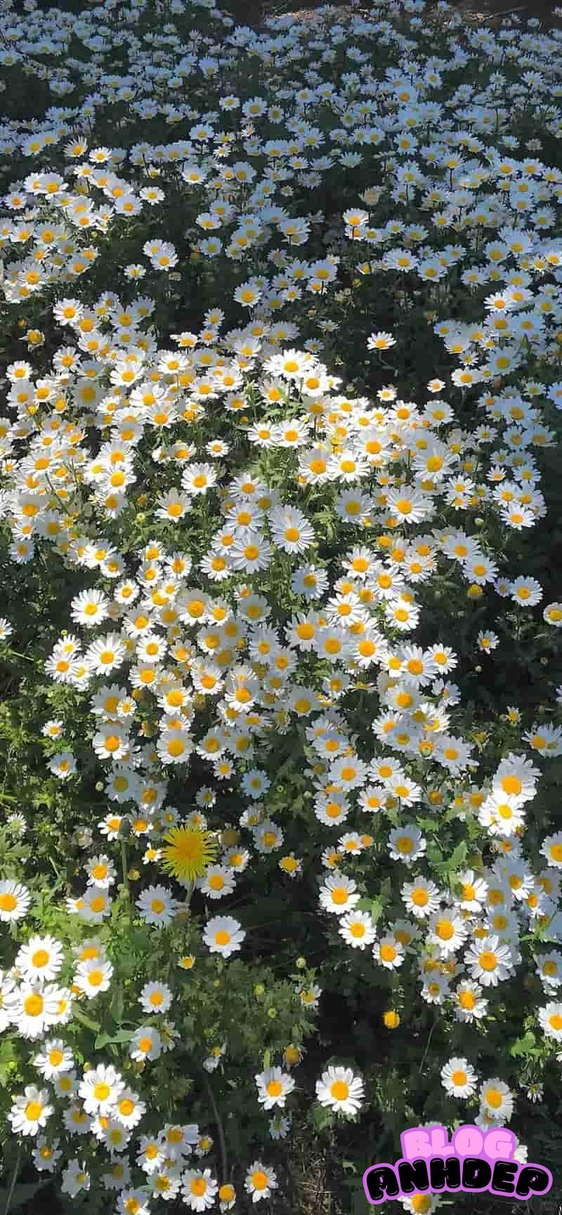 Kho lưu trữ hình nền bông hoa