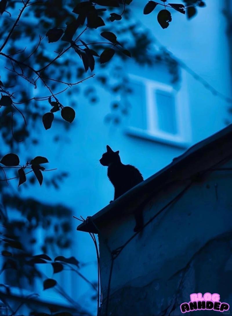 Kho yêu thích hình nền buồn