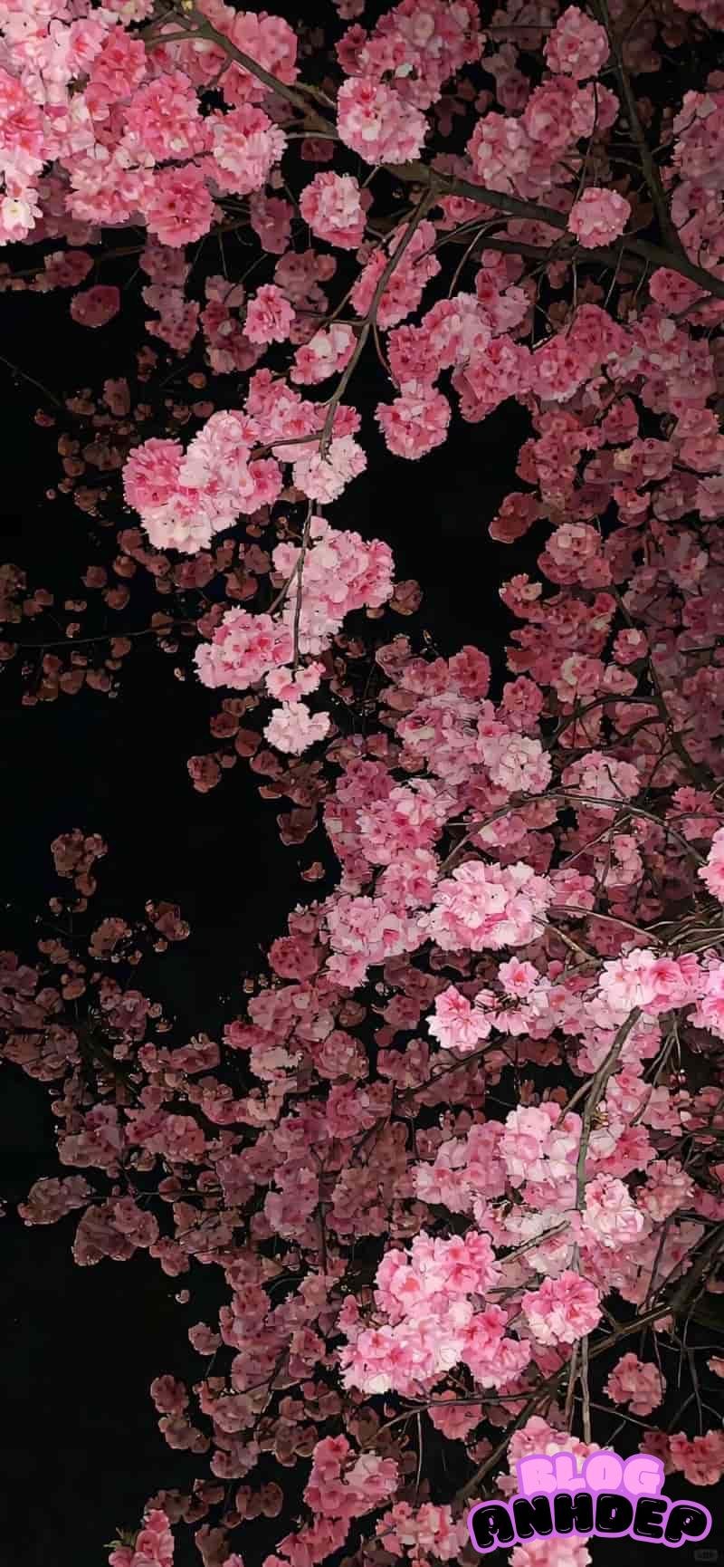 Loạt ảnh hình nền 2k đa dạng