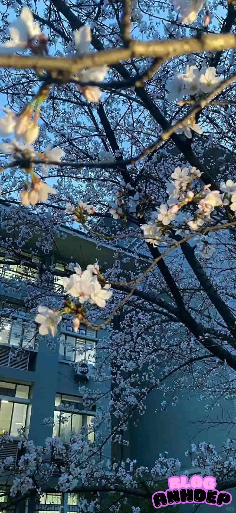 Loạt ảnh hình nền 3D 4k phá cách