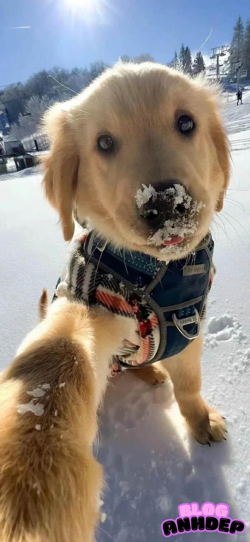 Loạt hình hình nền con vật độc quyền