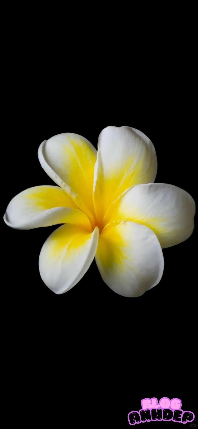 Loạt hình nền amoled hiện đại